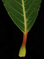Salix gracilistyla. Leaf base and petiole.
 Image: D. Glenny © Landcare Research 2020 CC BY 4.0